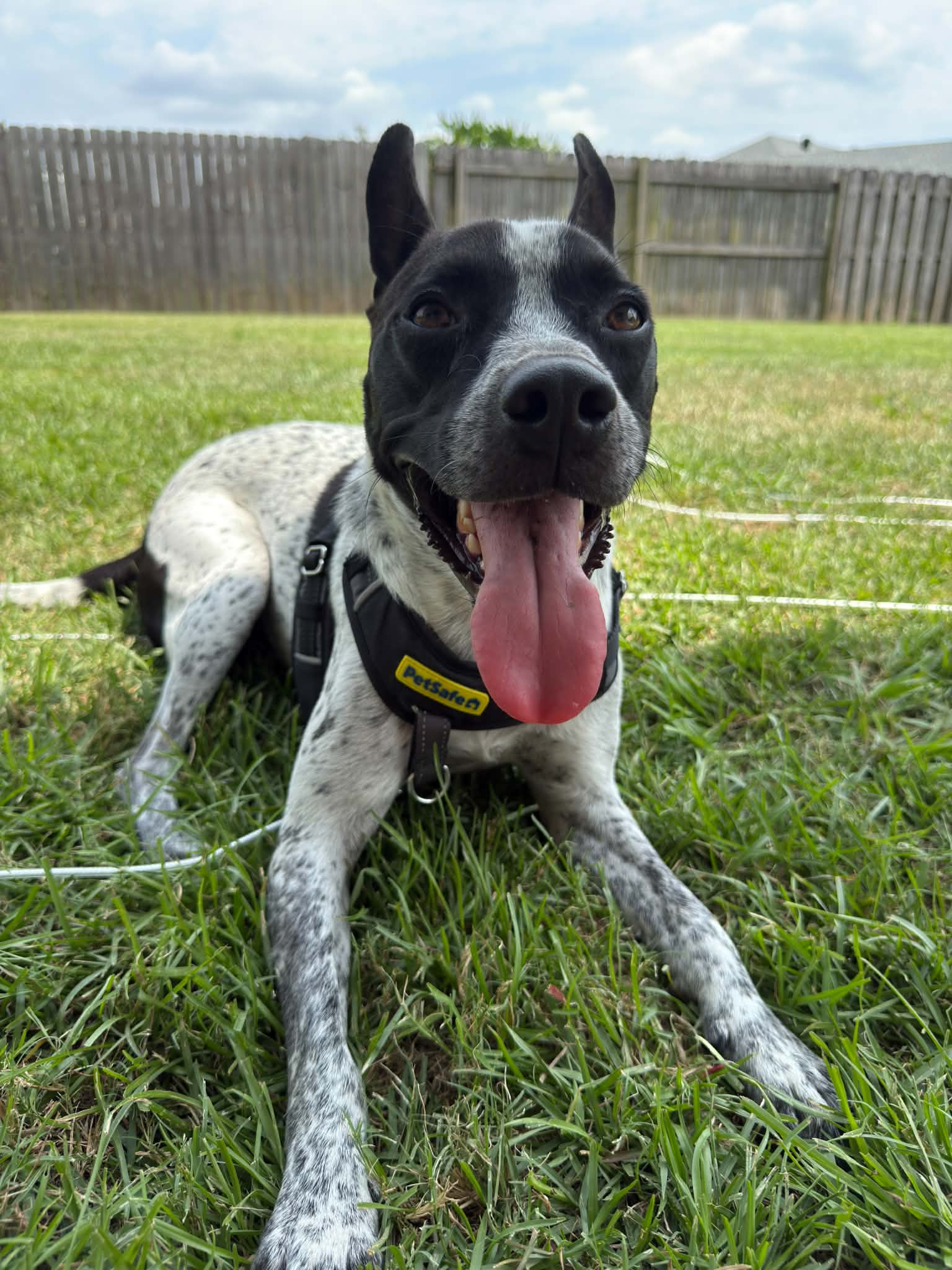 Jax-Friendly Boy - Australian Cattle Dog/Blue Heeler