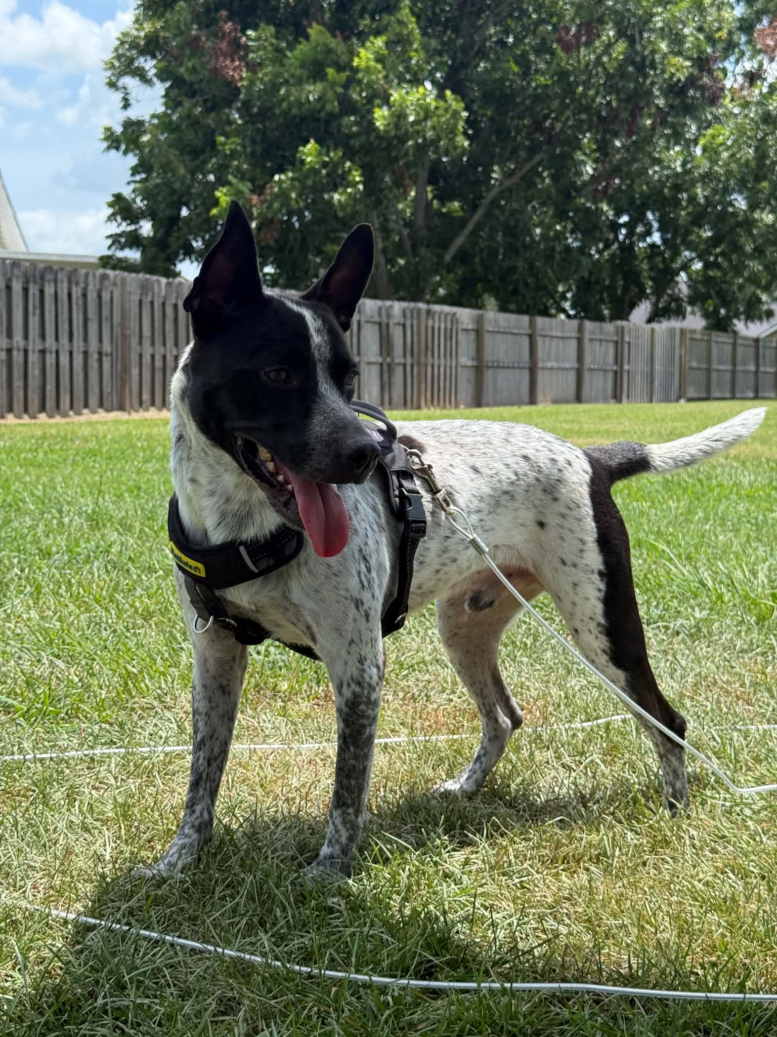 Jax-Friendly Boy image 2