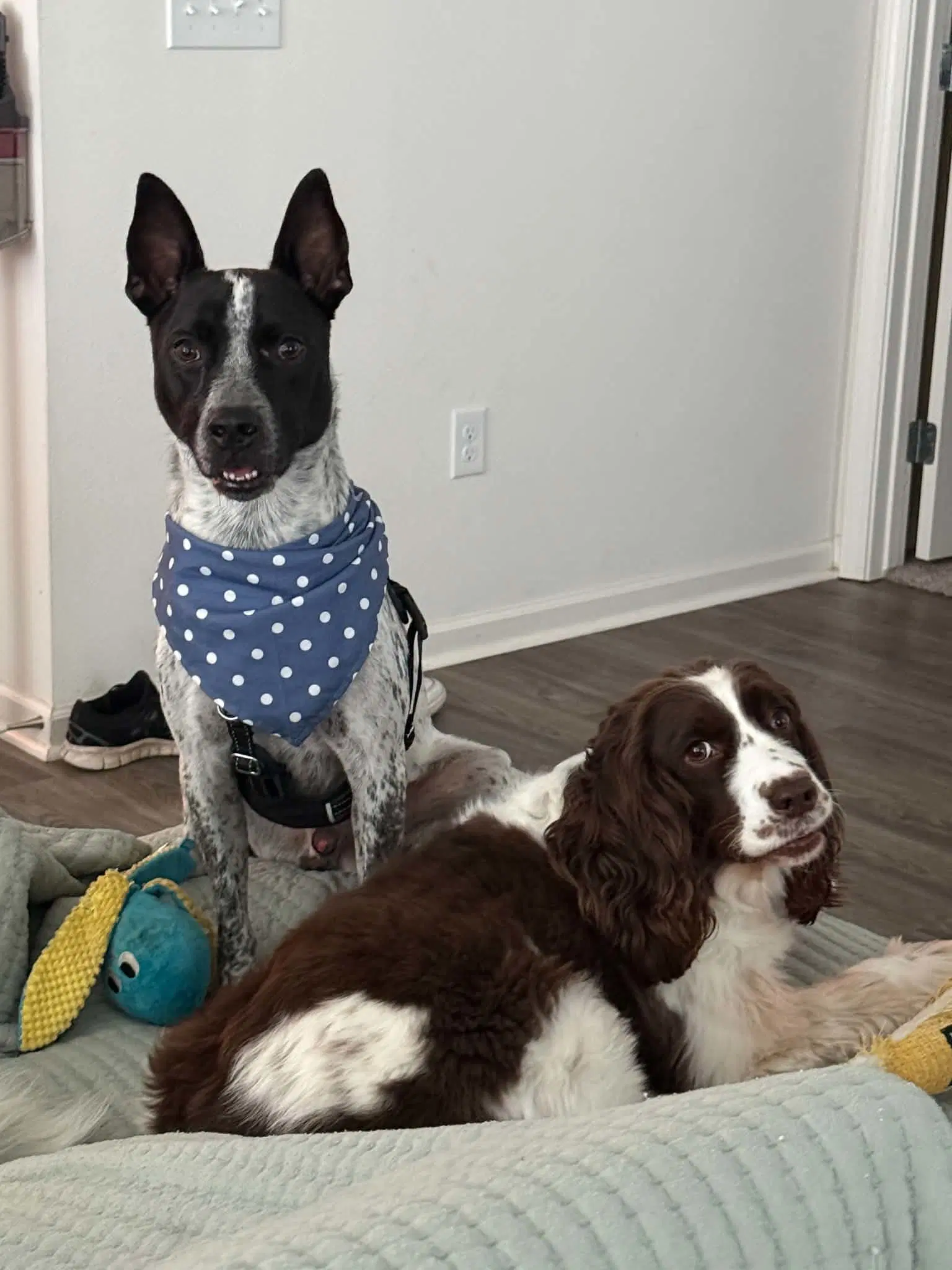 Jax-Friendly Boy image 3