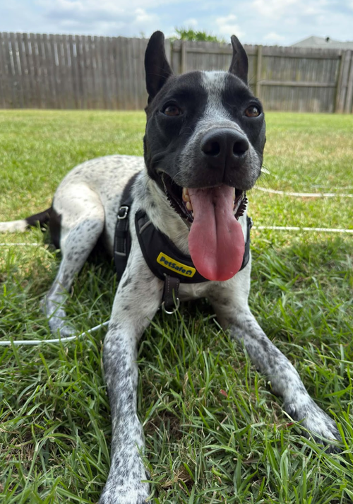 Jax-friendly boy, a dog for adoption from Wag On Inn Rescue
