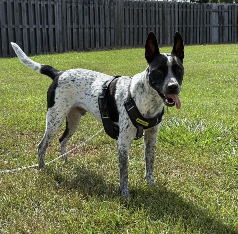 Jax-friendly boy, photo 2