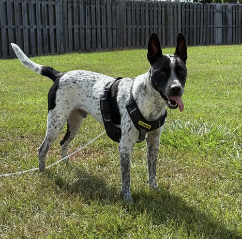 Photo 2 of Jax-friendly boy