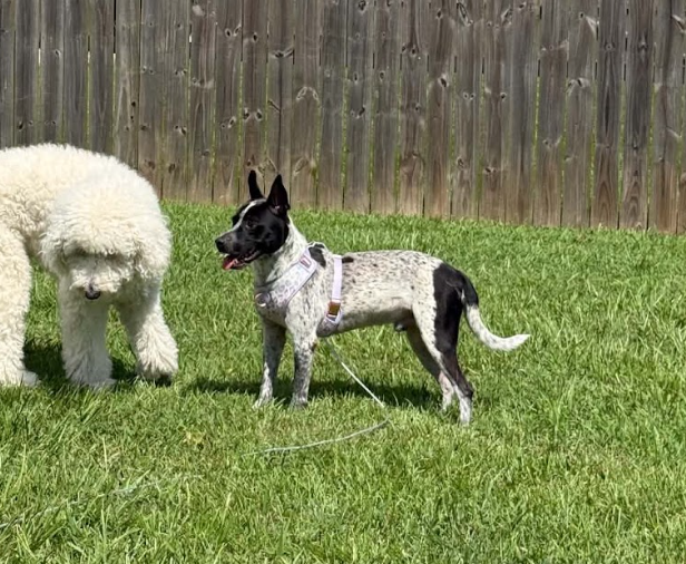 Jax-friendly boy, photo 4