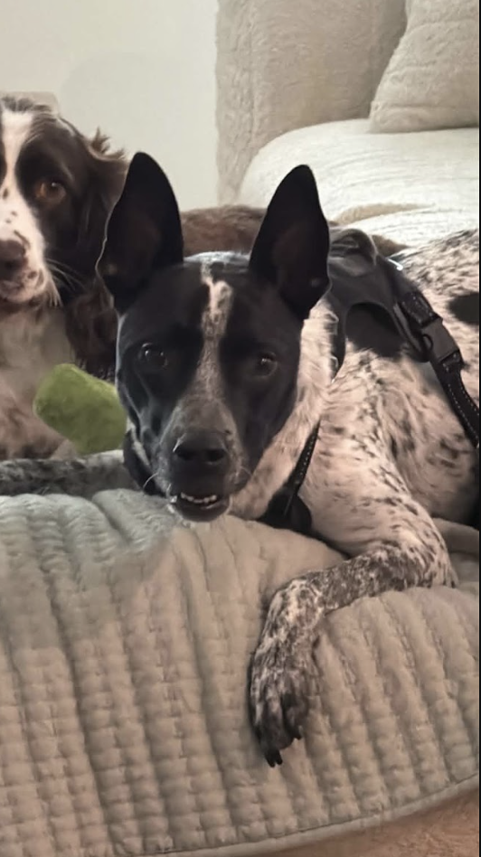 Jax-friendly boy, photo 5