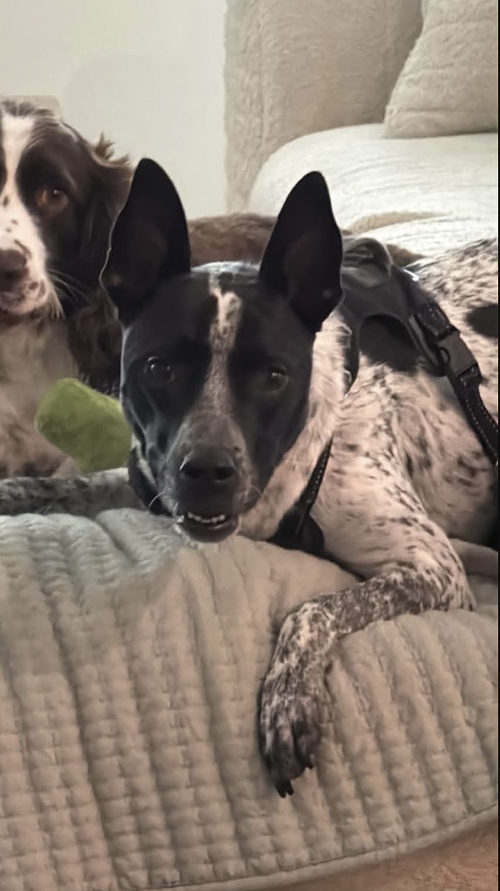 Photo 5 of Jax-friendly boy