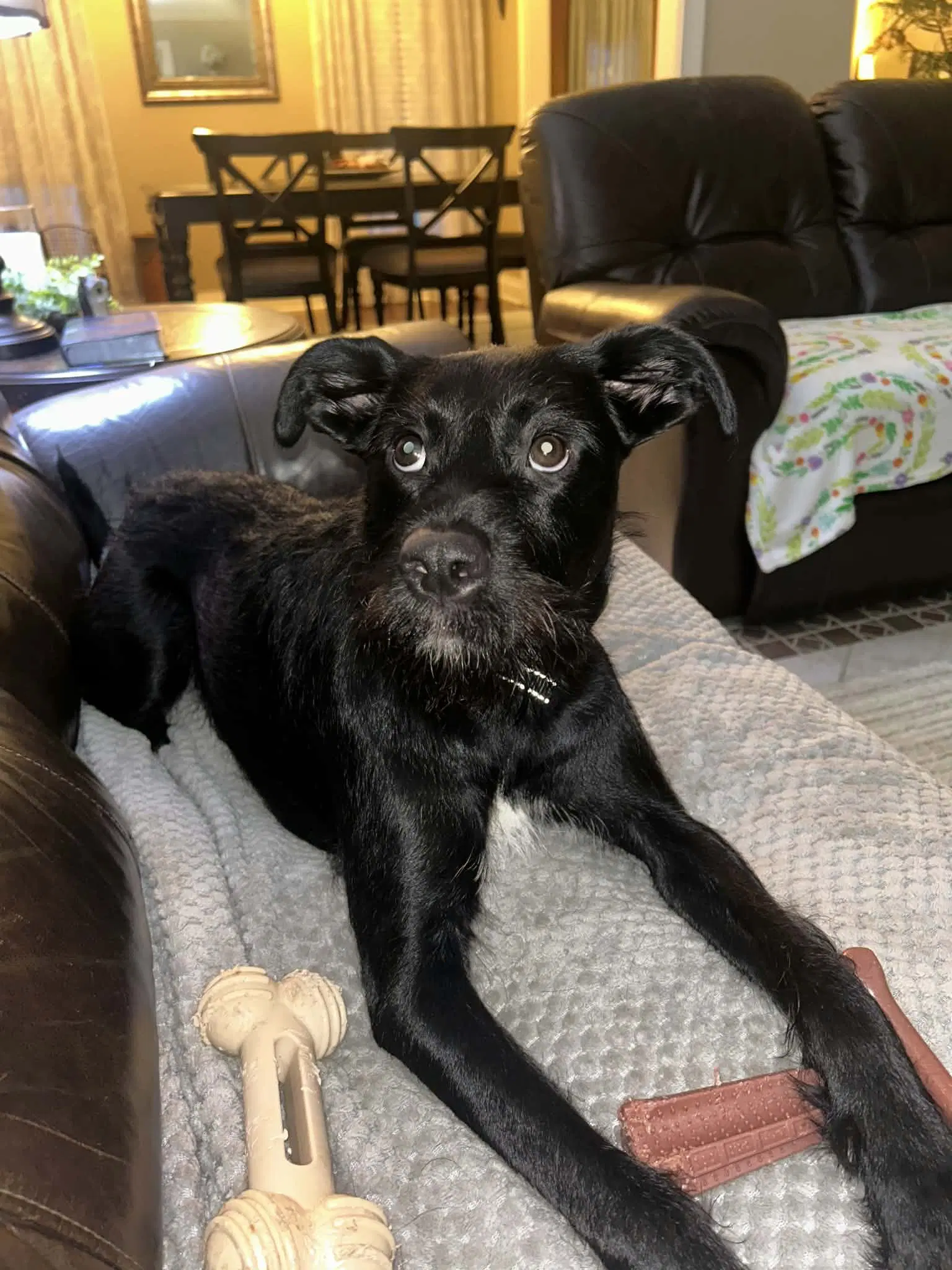Stevie- Spirited Sweetheart - Schnauzer