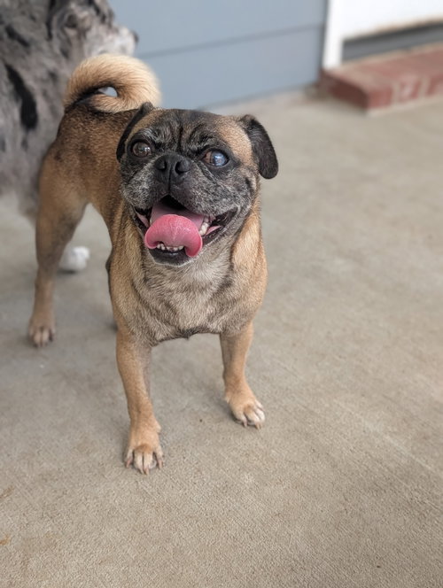 Pop - perfect pug!, a dog for adoption from Wag On Inn Rescue