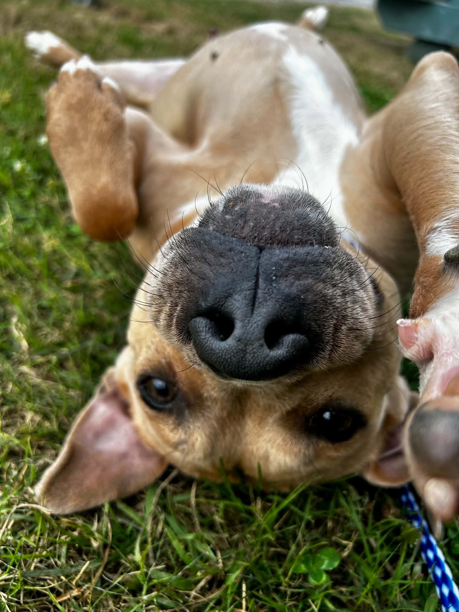 Baylee- Sweet Soul - American Staffordshire Terrier