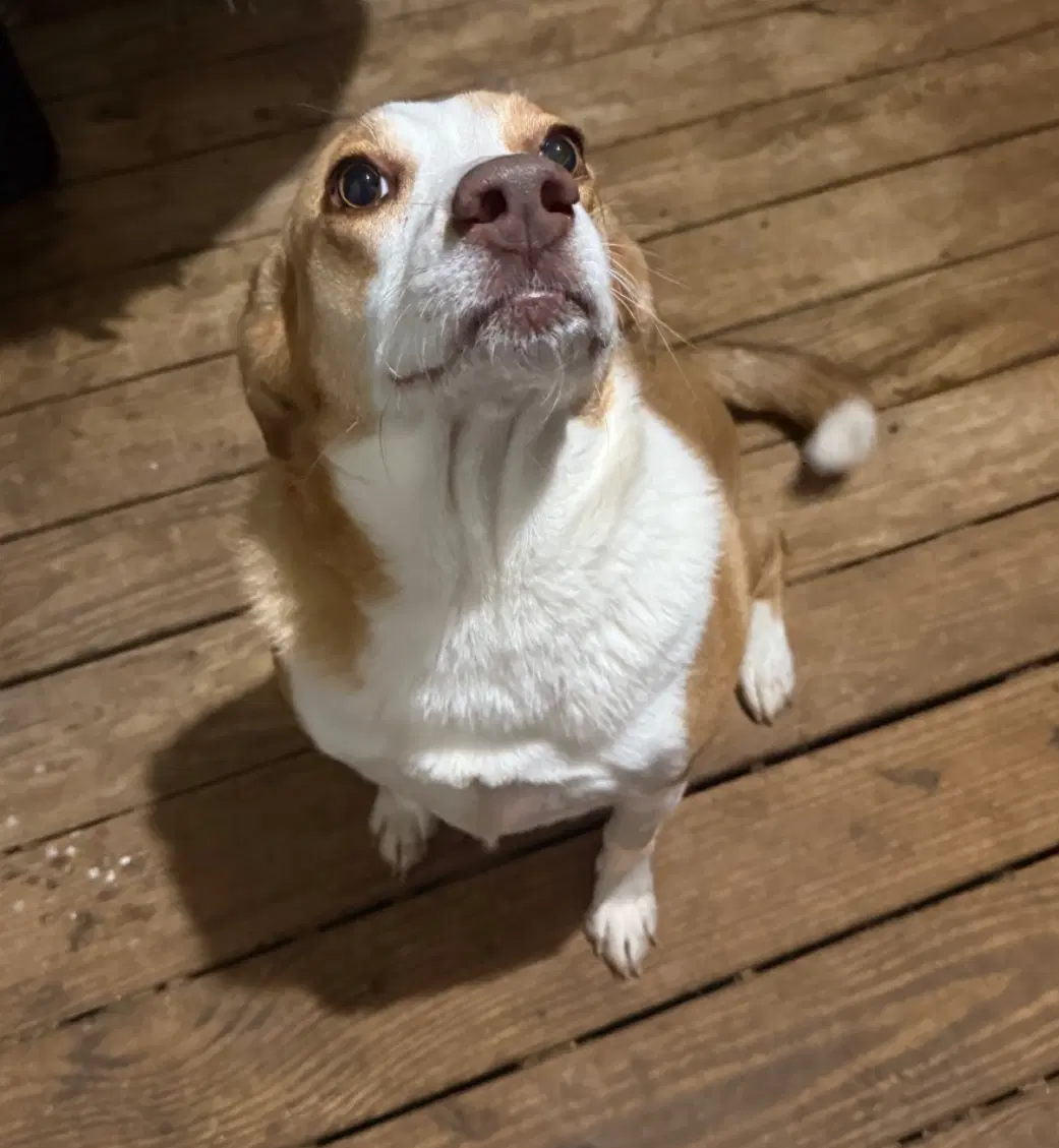 Peppa- True Sweetheart - Labrador Retriever