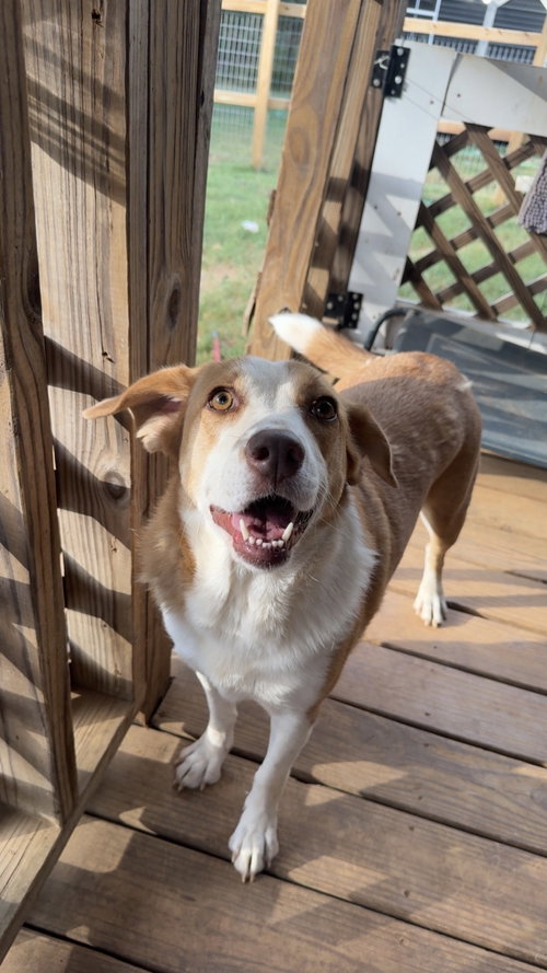Photo 5 of Peppa- true sweetheart