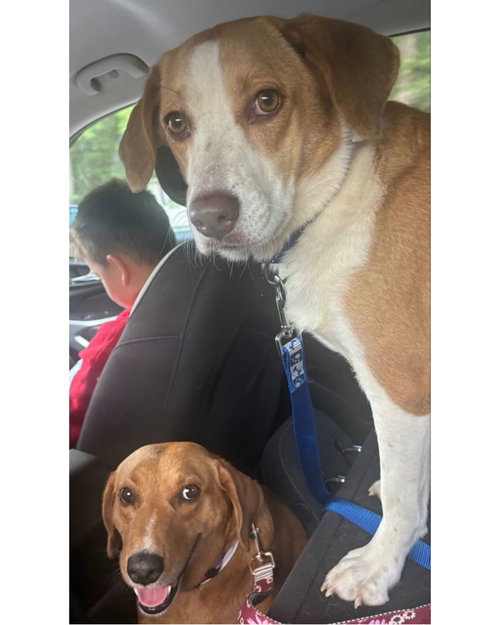 Peppa- true sweetheart, a dog for adoption from Wag On Inn Rescue