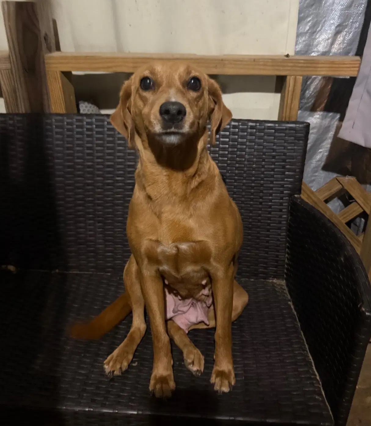 Jane- Sweet Mamma - Labrador Retriever