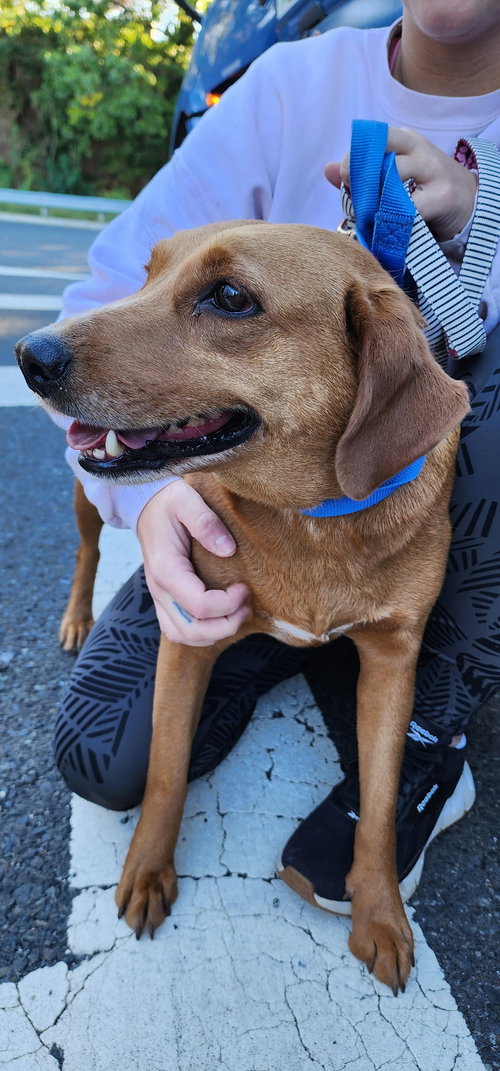 Jane- sweet mamma, a dog for adoption from Wag On Inn Rescue