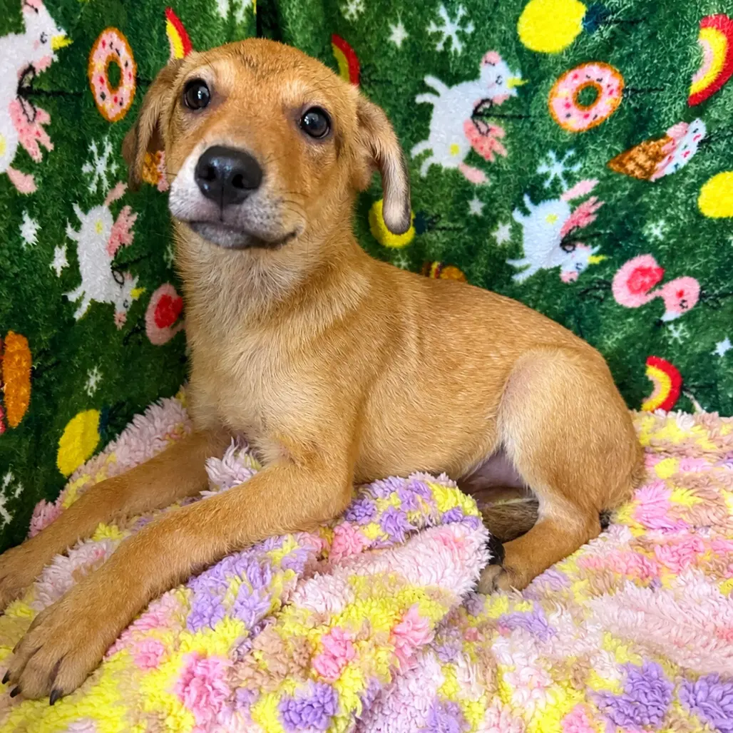 June- Playful Girl - Jack Russell Terrier