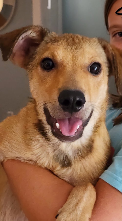 June- playful girl, a dog for adoption from Wag On Inn Rescue