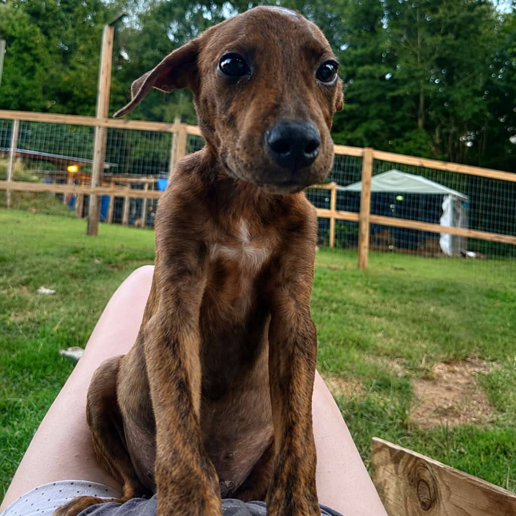 Auggie, dog — photo 1 of 4