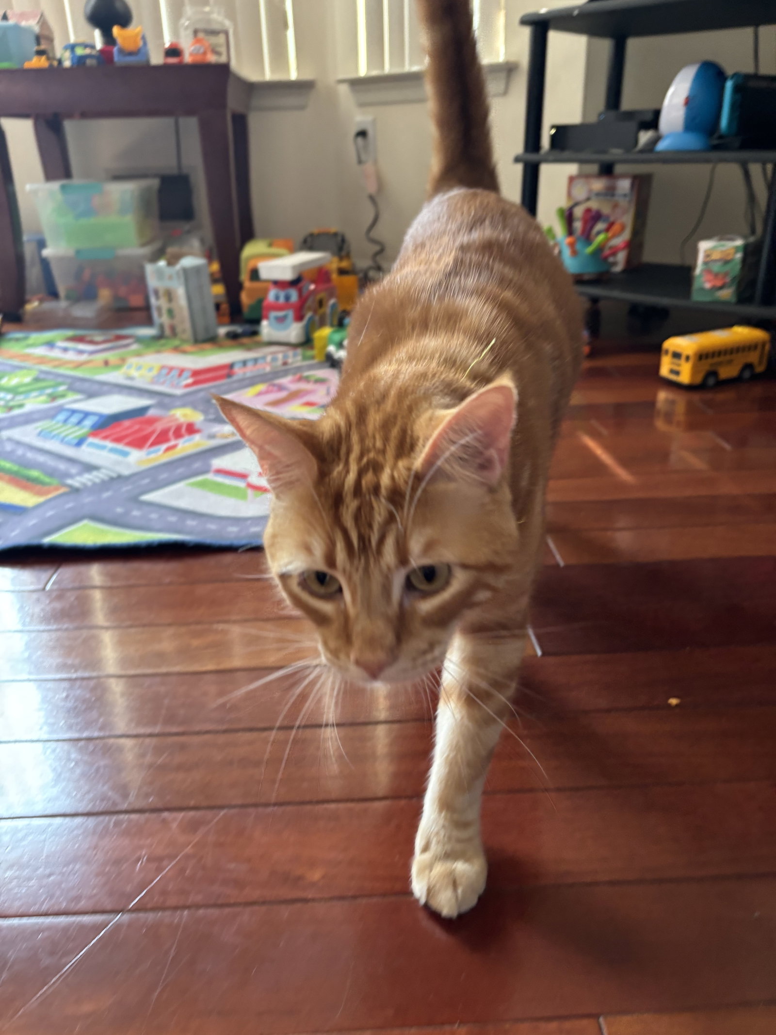 Tangerine, Domestic Short Hair