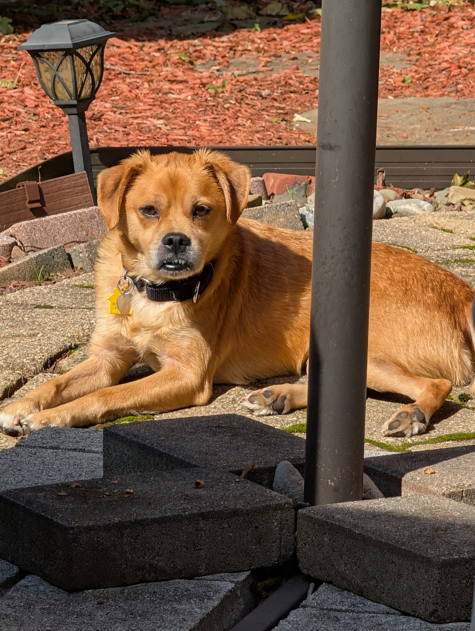 Jax- precious pug, photo 4