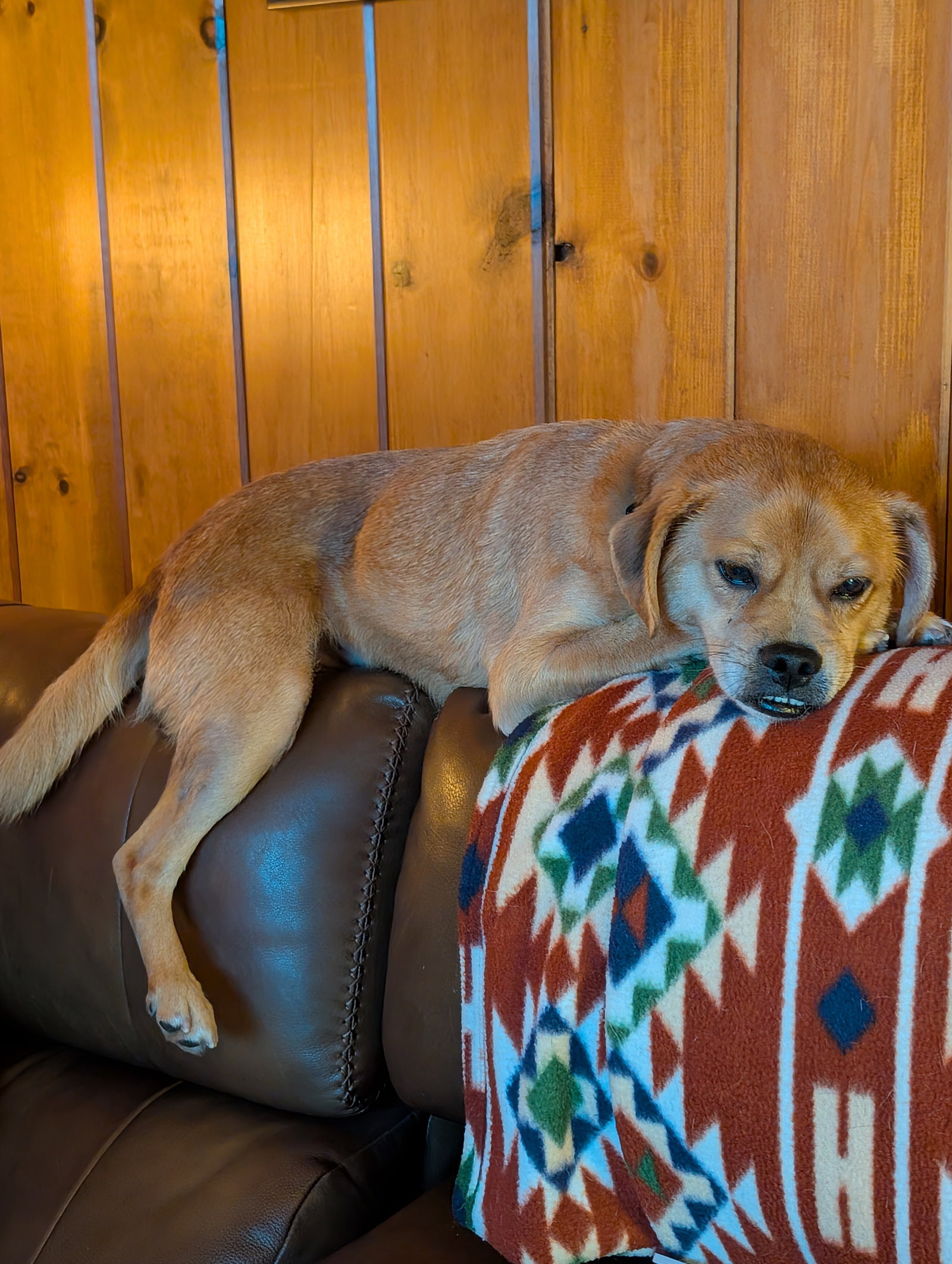 Jax- precious pug, photo 5