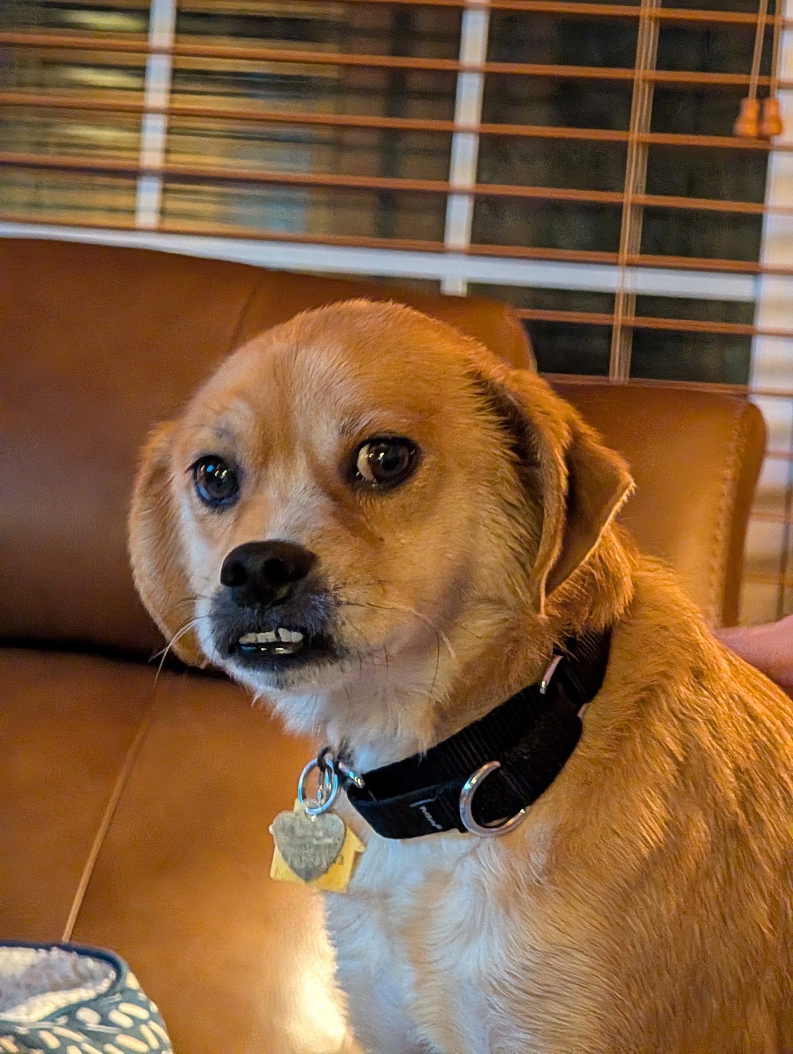 Jax- precious pug, photo 8