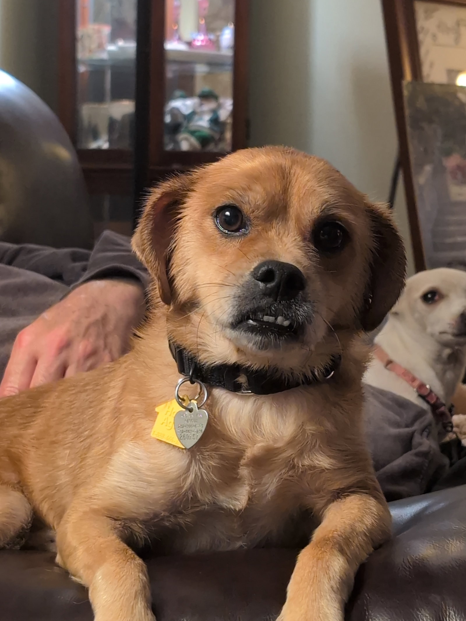 Jax- precious pug, photo 11