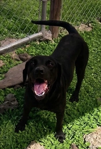 June- Beautiful Black Lab