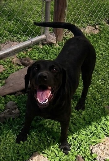 June- beautiful black lab