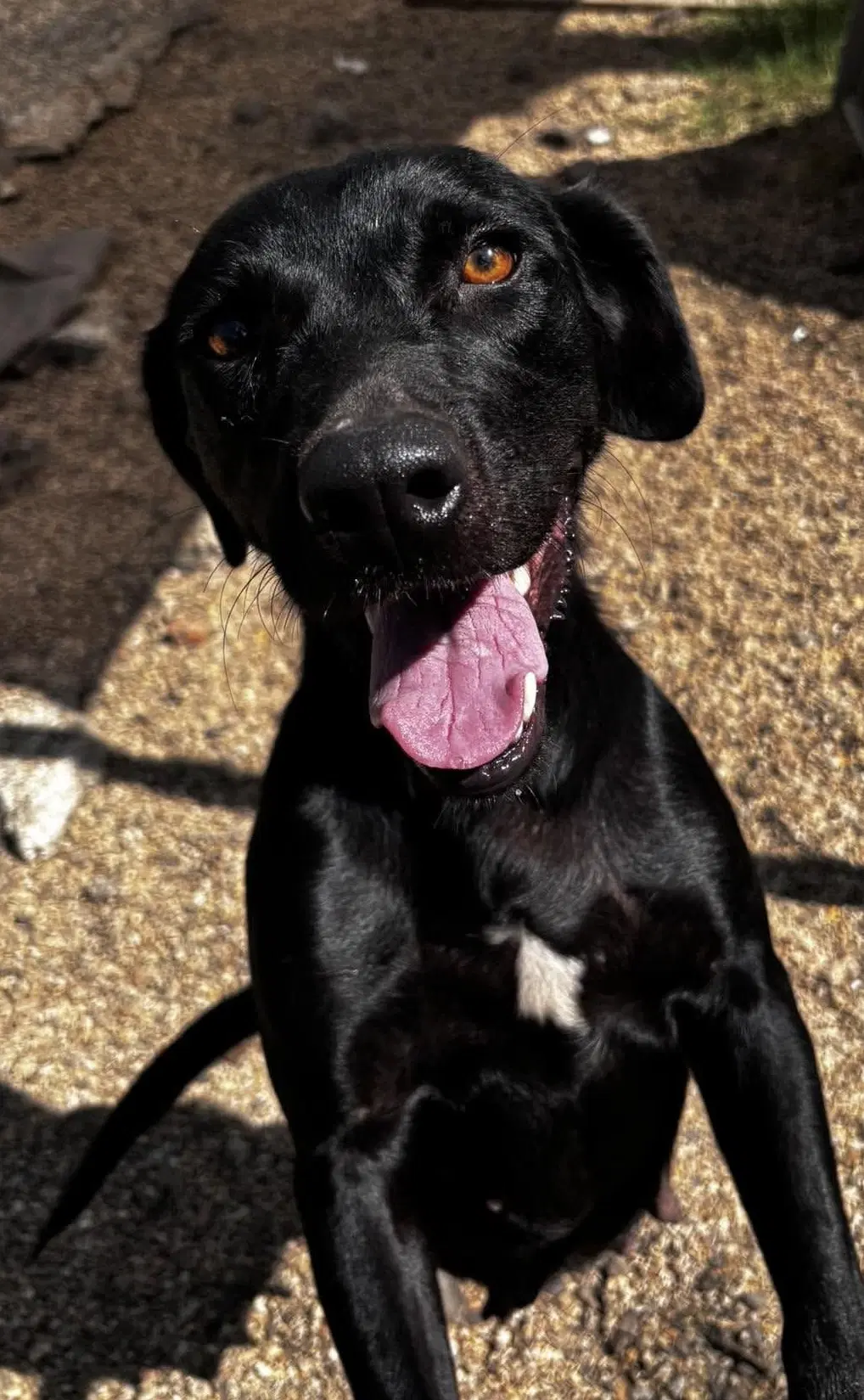 June- Beautiful Black Lab image 2