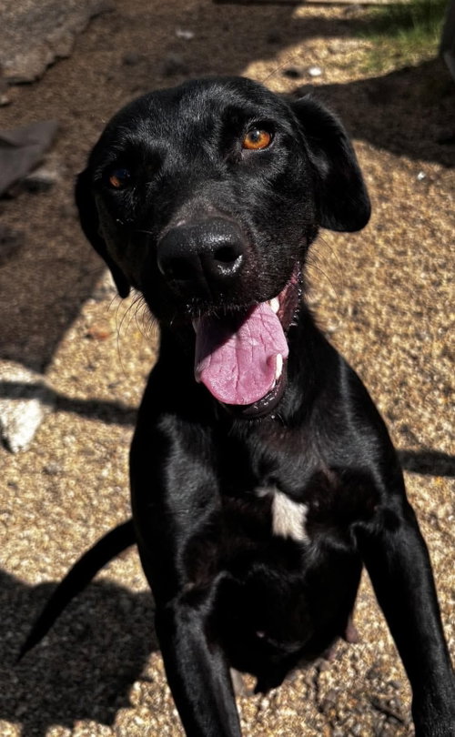 Photo 2 of June- beautiful black lab