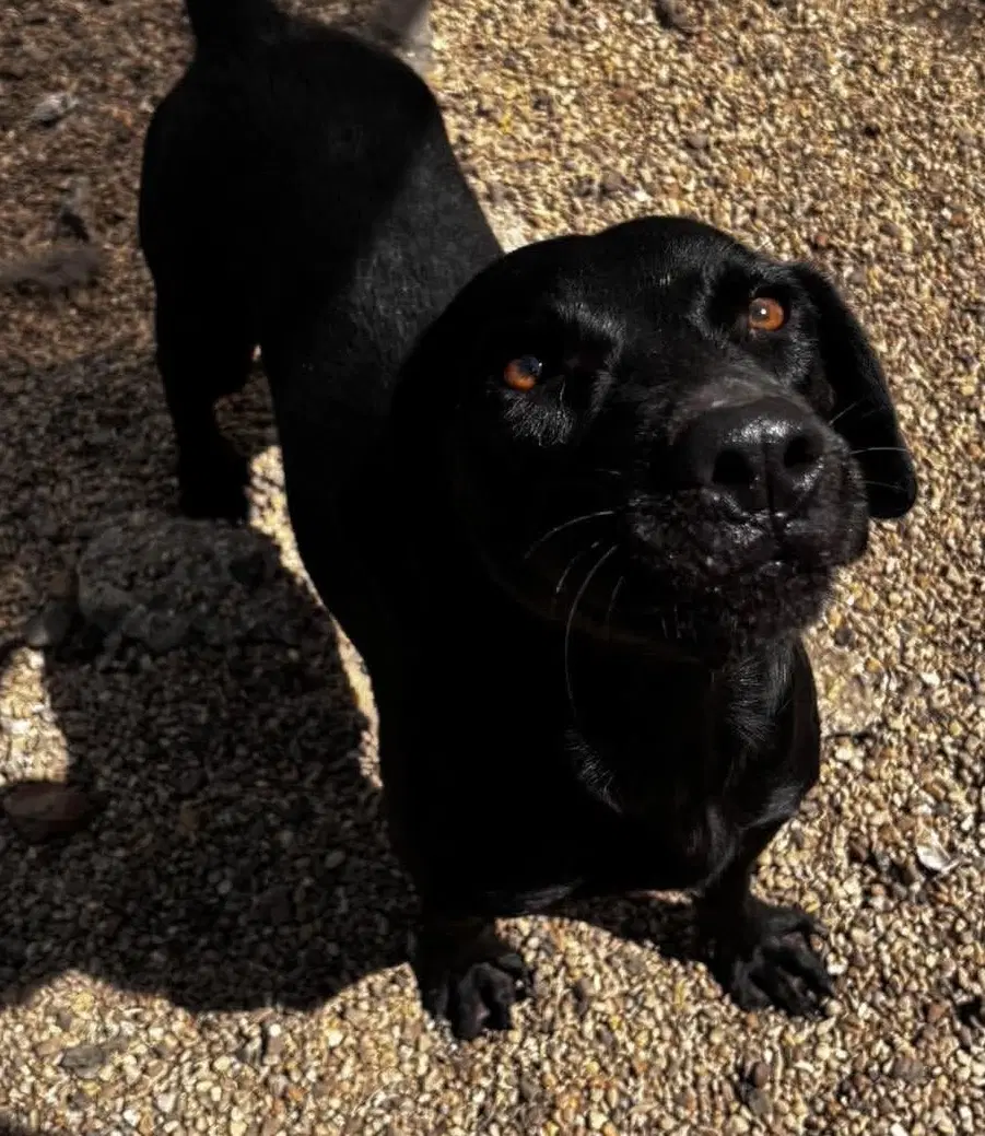 June- Beautiful Black Lab image 3
