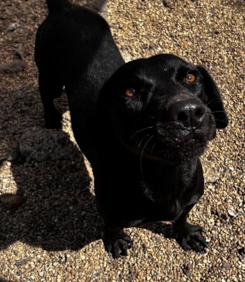 Photo 3 of June- beautiful black lab