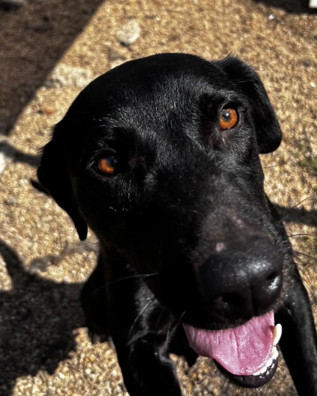 June- Beautiful Black Lab image 4