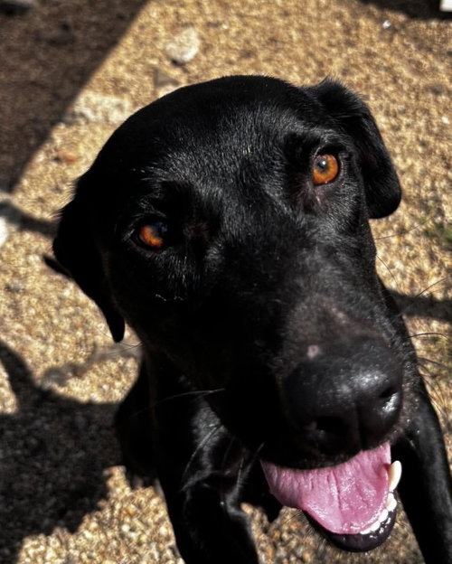 Photo 4 of June- beautiful black lab
