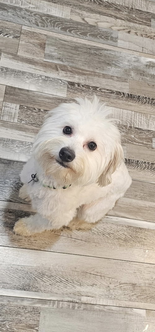 Coco Boy -NO MORE APPLICATIONS PLEASE, a dog for adoption from Wag On Inn Rescue