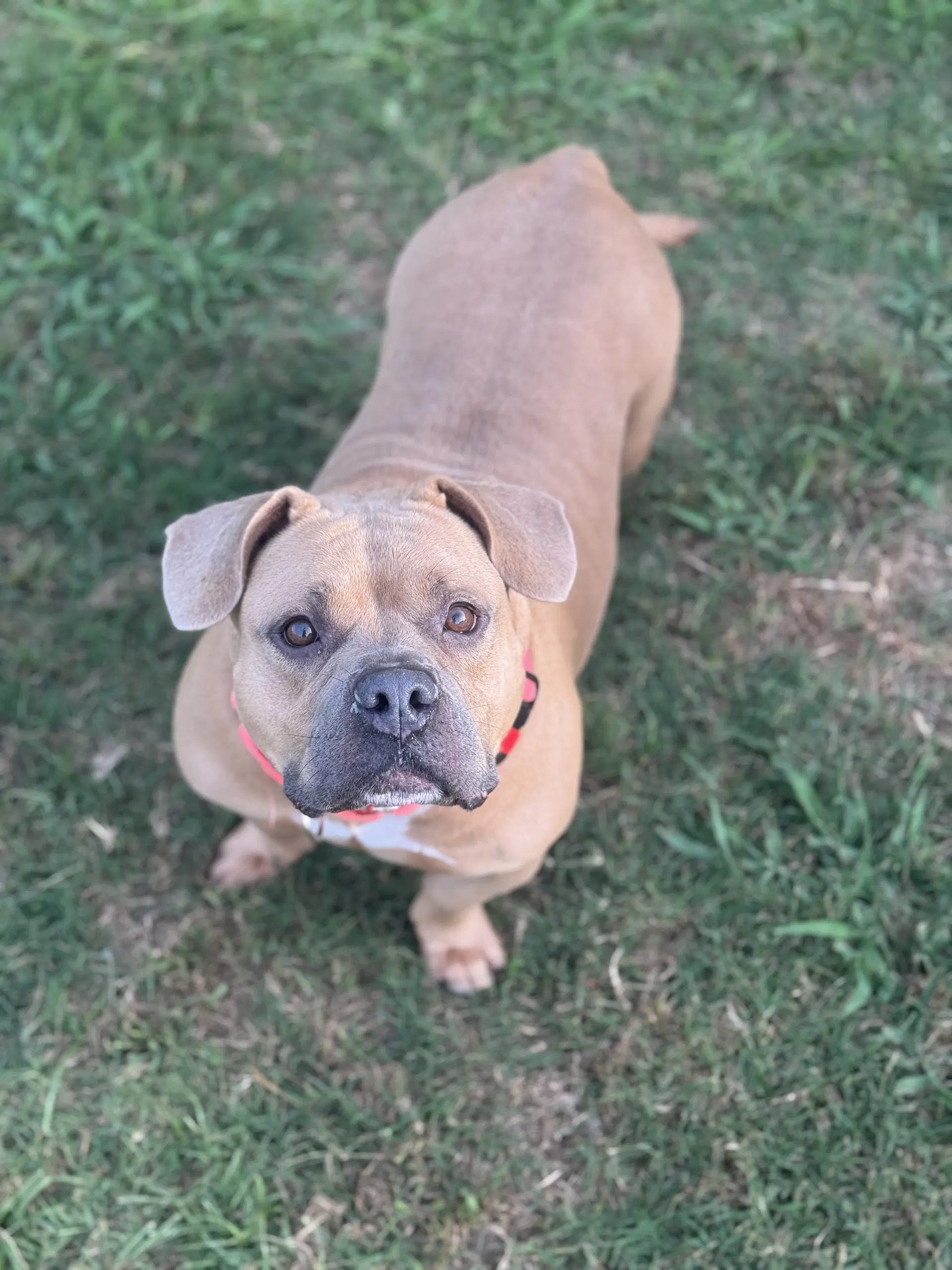 Maci- Low Rider Love - American Pit Bull Terrier