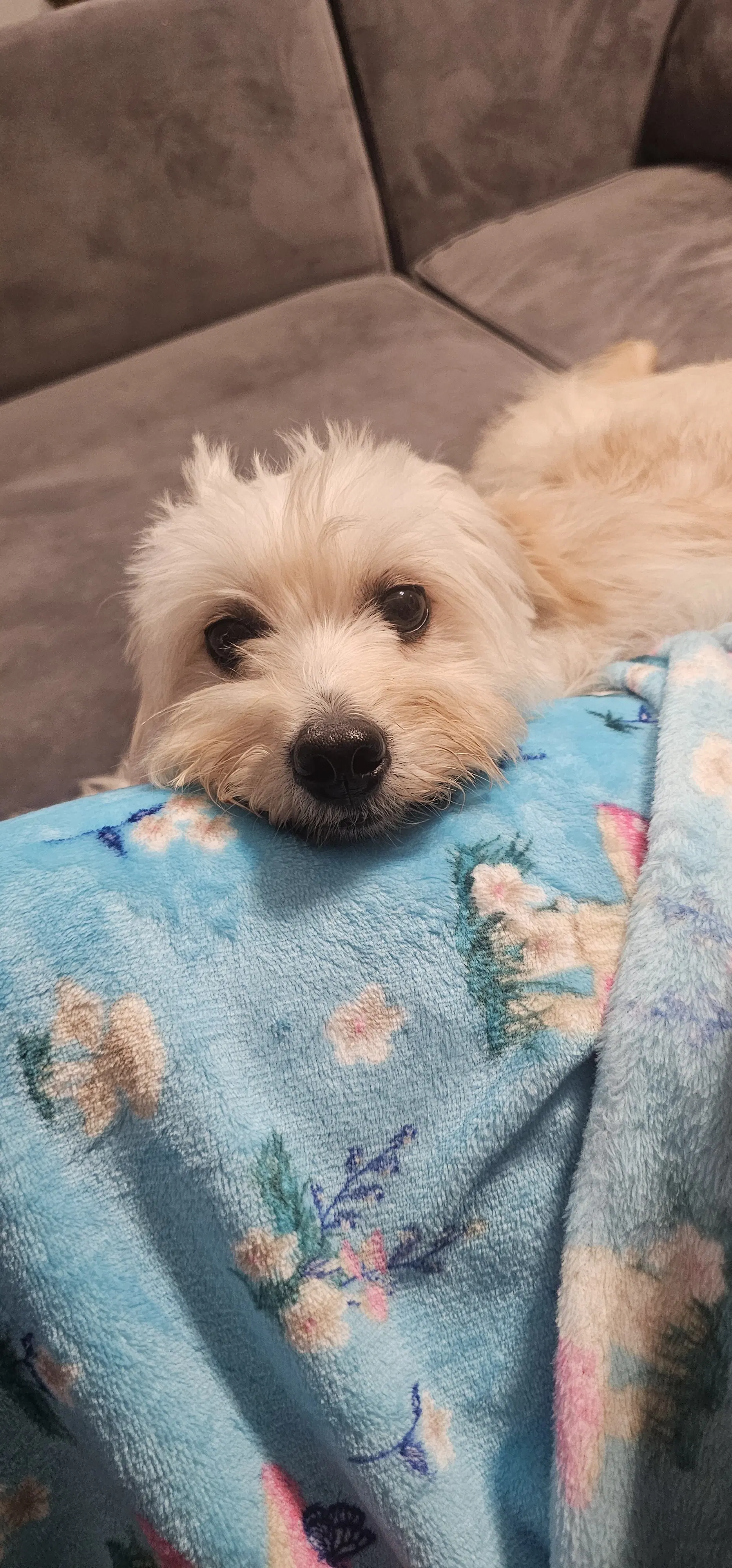 Luna - All She Wants Is A Quiet Home - Shih Tzu