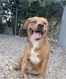 Slugger- Looking For His Second Chance - American Pit Bull Terrier