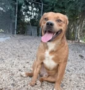 Slugger- Looking For His Second Chance image 2