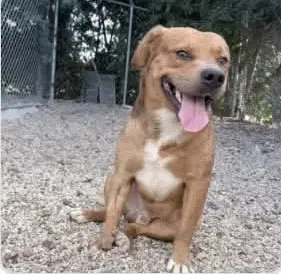 Slugger- Looking For His Second Chance image 3