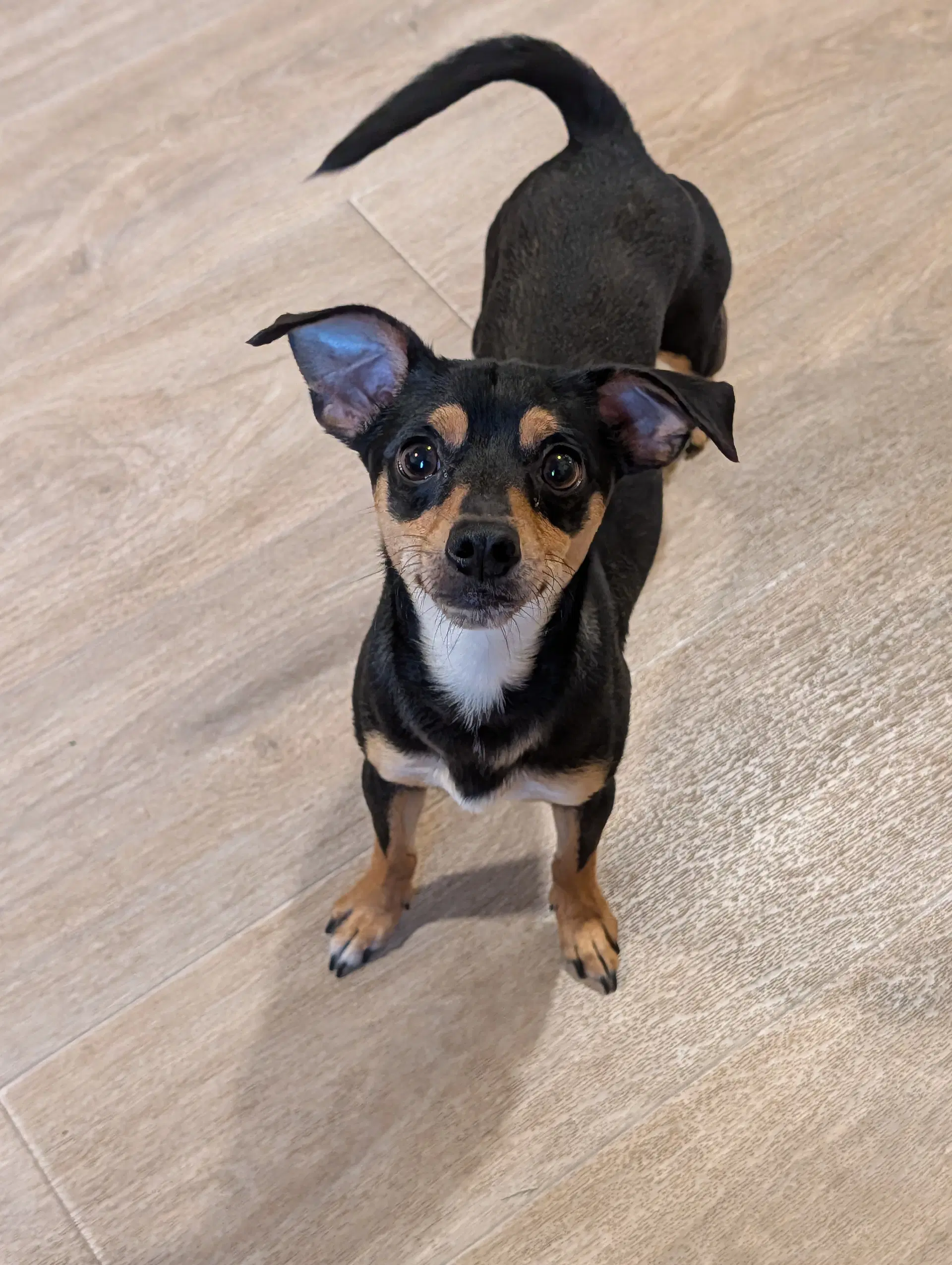 Cal- Tiny But Mighty - Miniature Pinscher