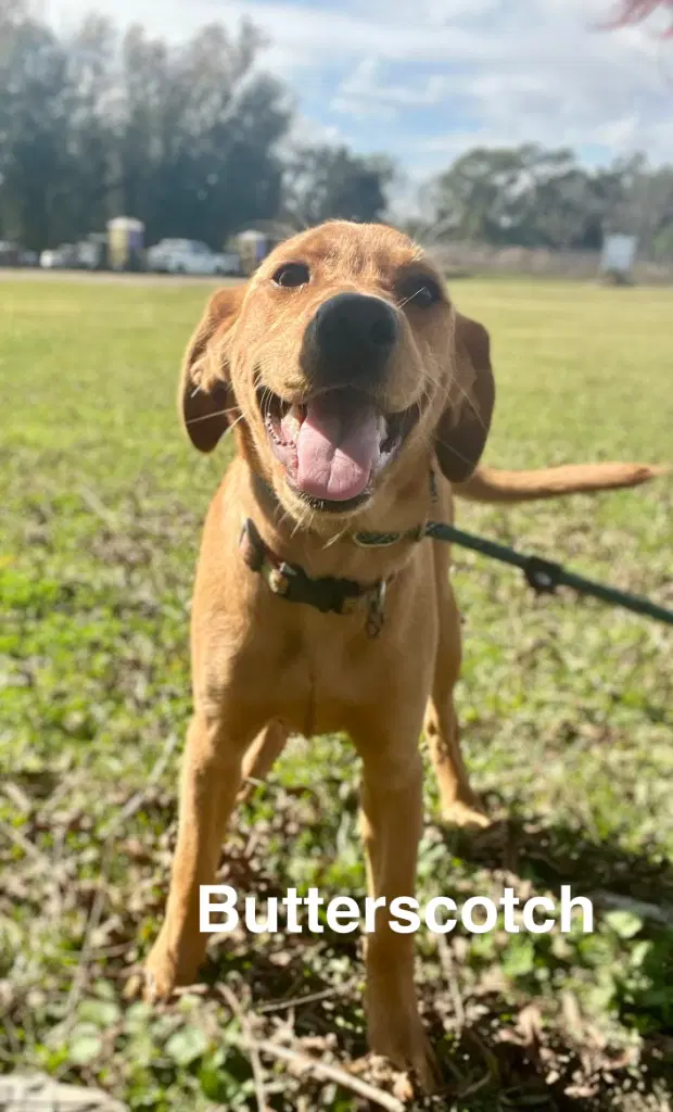 Butterscotch- As Sweet As His Name - Labrador Retriever