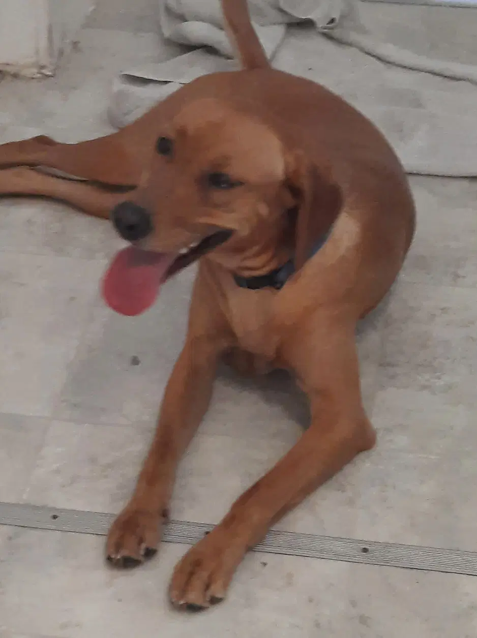 Butterscotch- As Sweet As His Name image 2