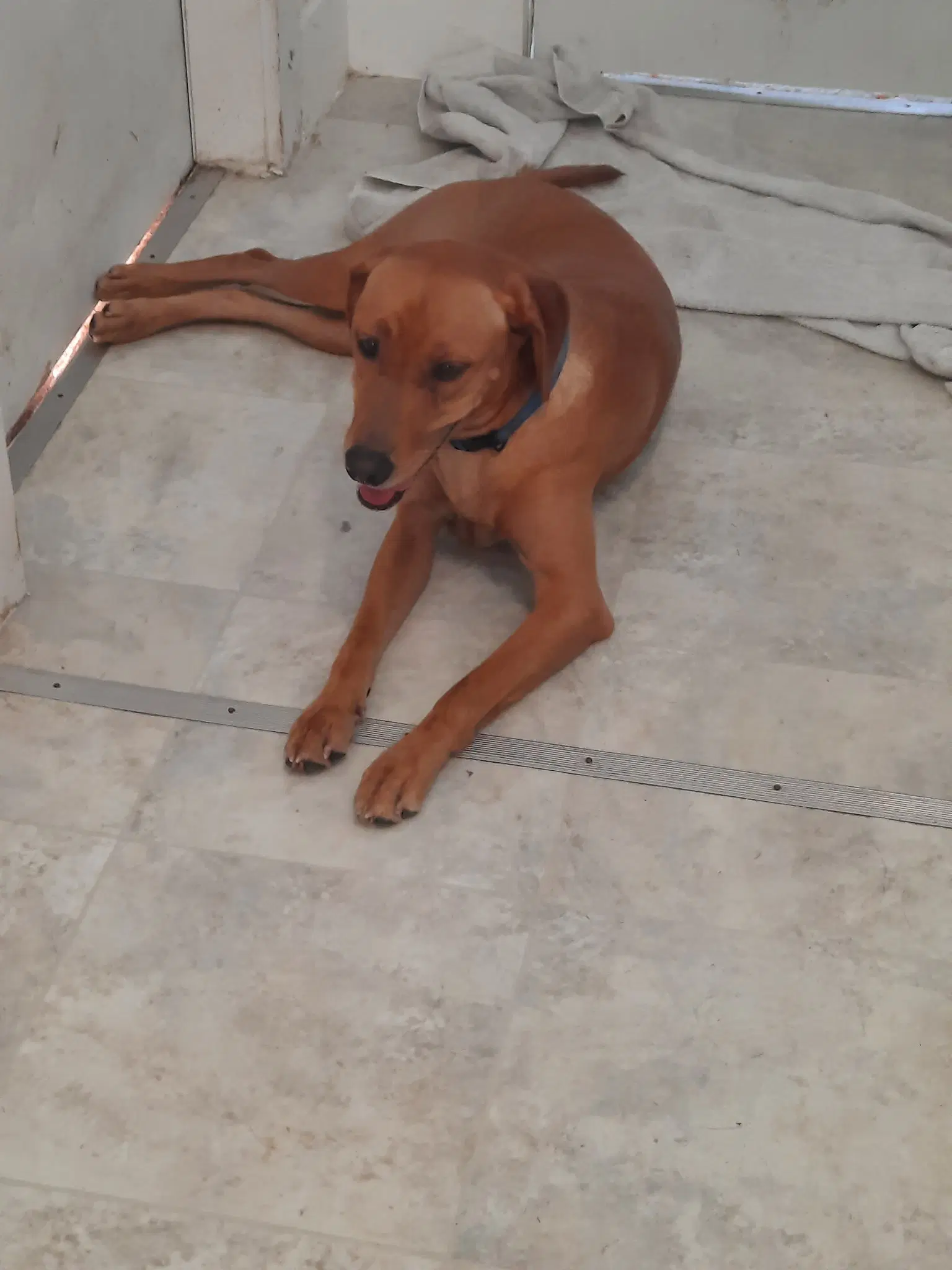 Butterscotch- As Sweet As His Name image 3