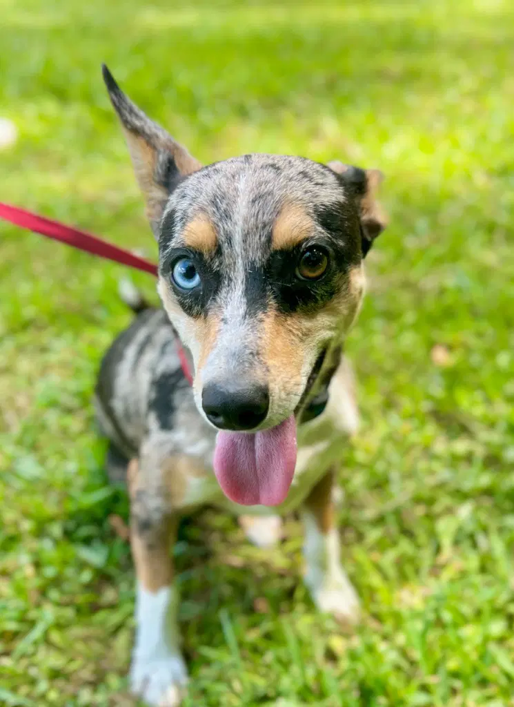 Thaddeus- Blue Eyed Boy - Chihuahua