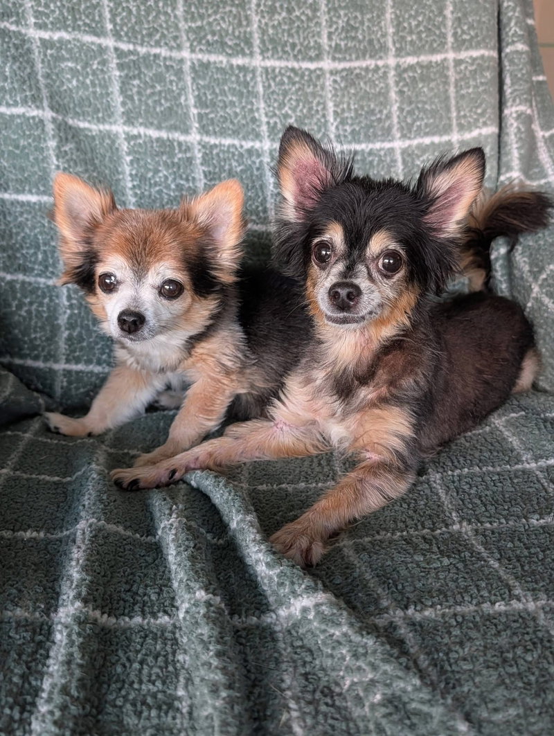 Scruffy & Zeus- bonded pair