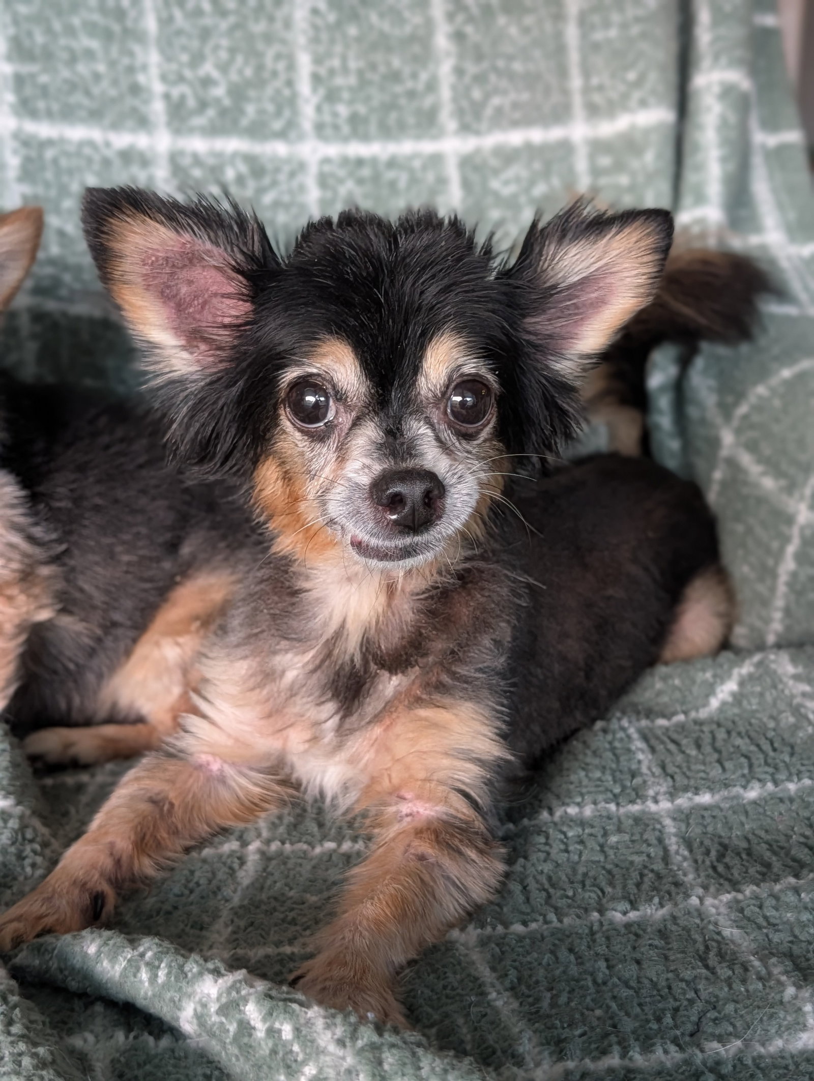 Scruffy & Zeus - Adoption Pending!, photo 13