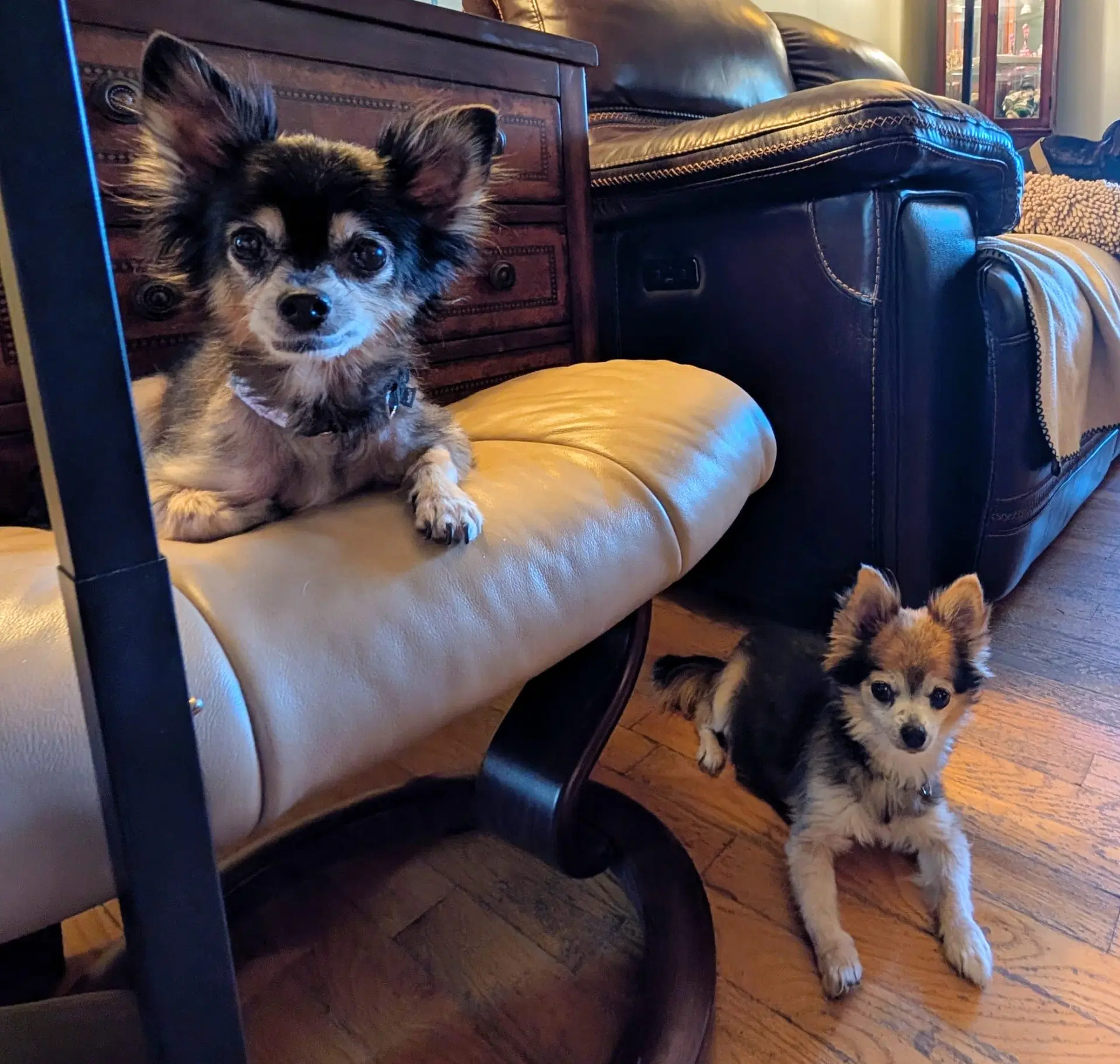Scruffy  Zeus- Bonded Pair - Chihuahua