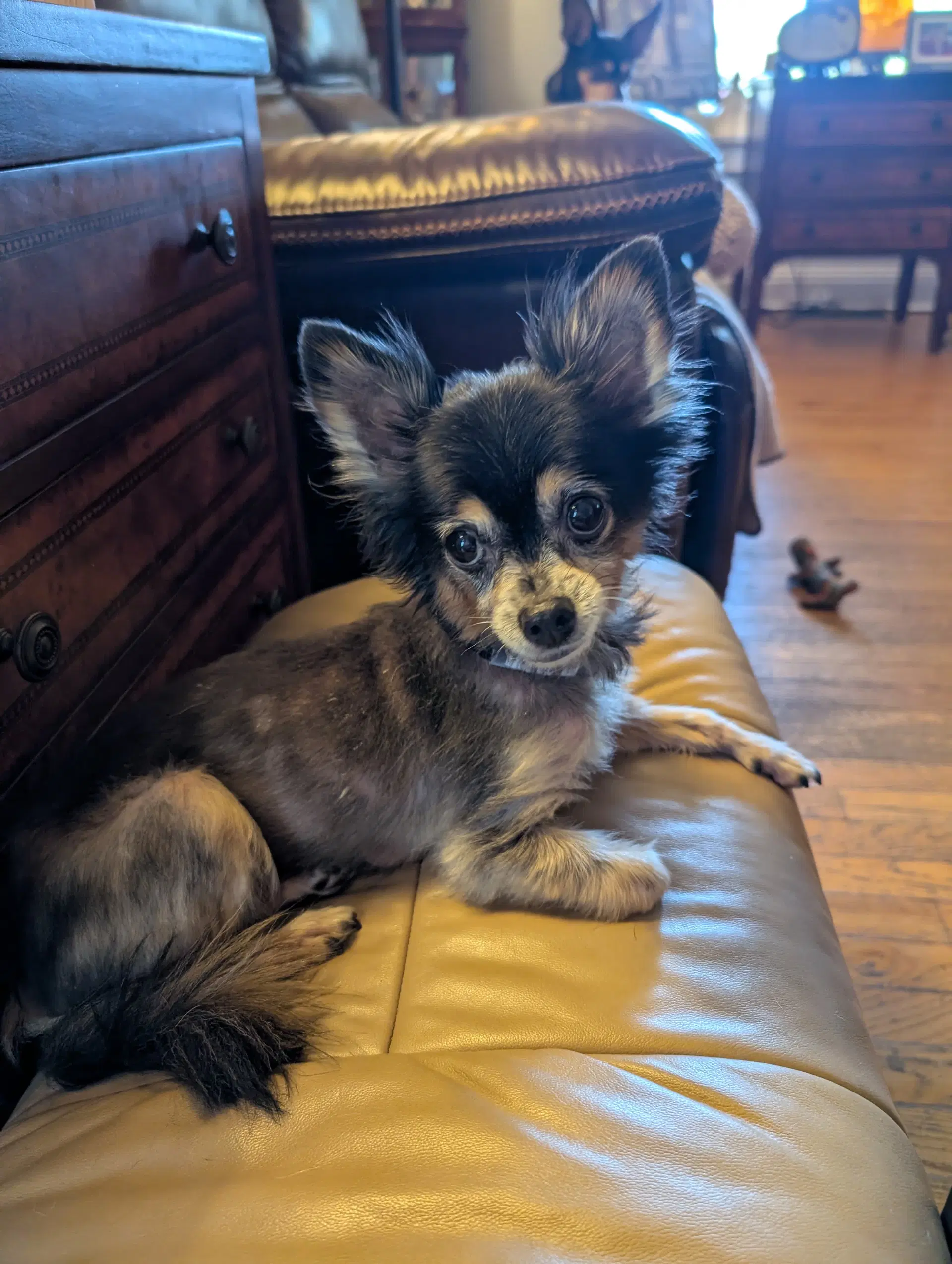 Scruffy  Zeus- Bonded Pair image 2