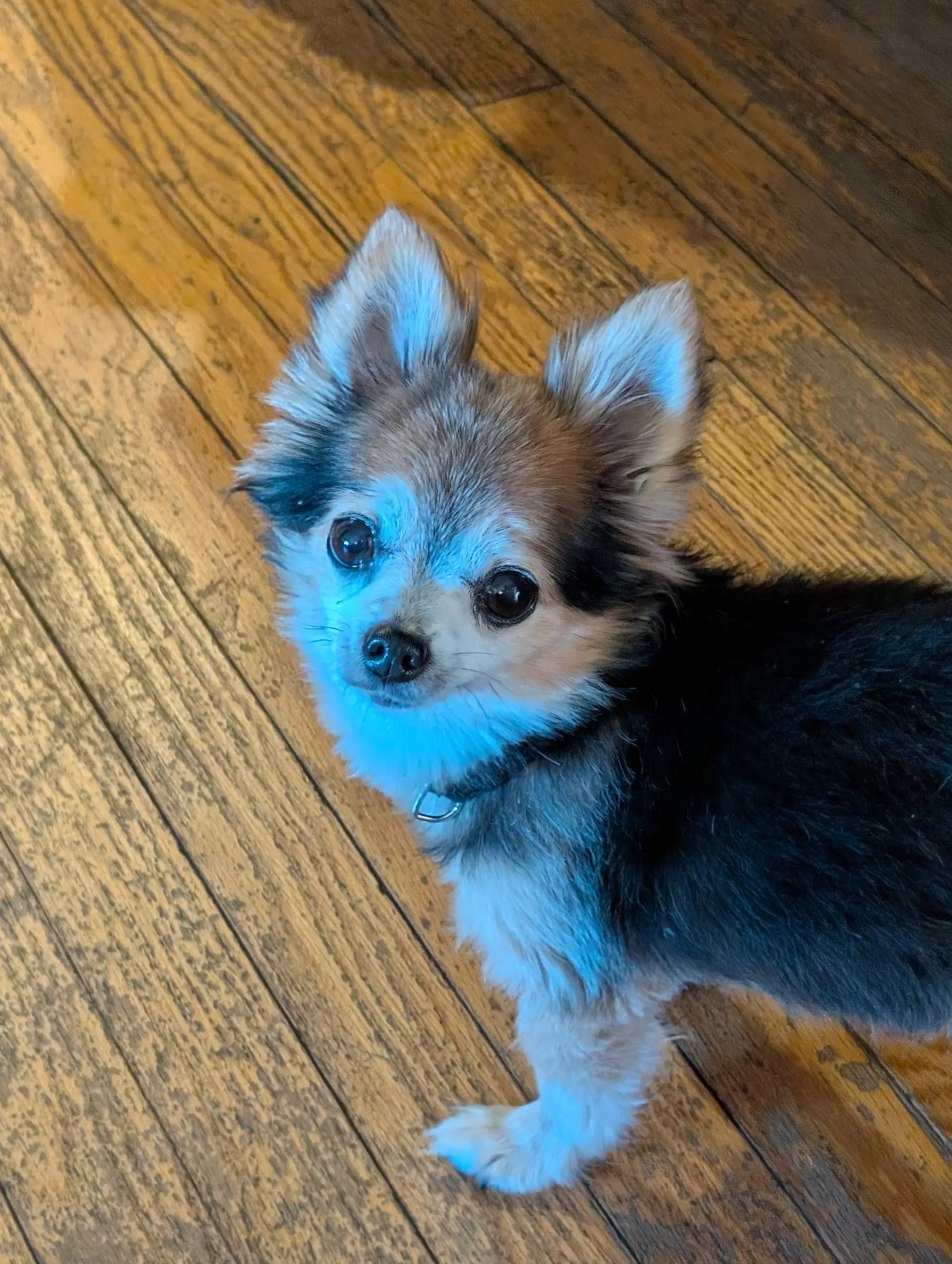 Scruffy  Zeus- Bonded Pair image 3