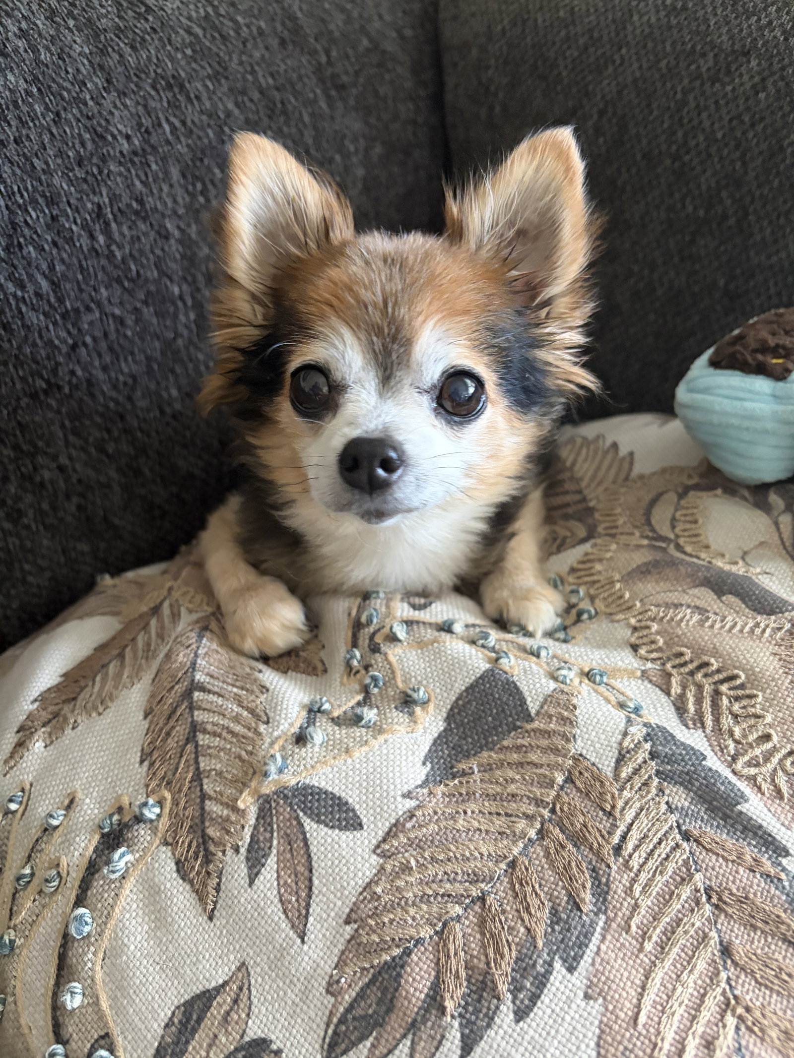 Scruffy & Zeus - Adoption Pending!, photo 6